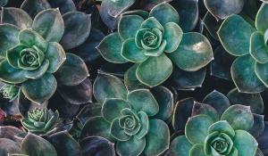 Succulents by Annie Sprat