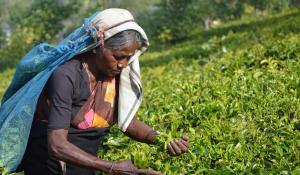 Tea picking