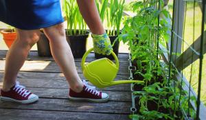 Image: person watering tomato plants on balcony. Title: A Toolkit for the Beginner Gardener