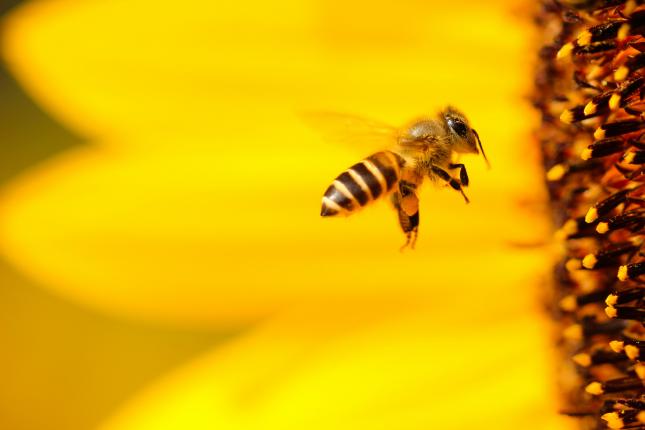 bee approaching a sunflower. support pollinators in your climate victory garden.