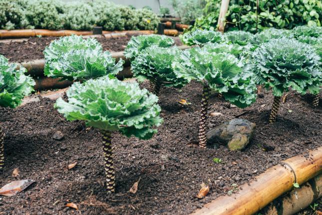 perennial kale plants growing tall during a second season in the climate victory garden