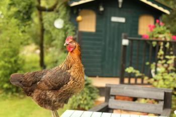 Image: chicken in yard with shed in background; Topic: The Many Benefits of Backyard Chickens