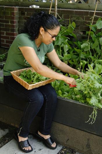 Image: Patti Moreno cutting greens. Title: Urban Gardening Made Easy