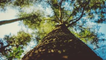 Image: a view of a tree from the base up to the sky. Title: Genetically Engineered Trees: A New Frontier or Climate Catastrophe?