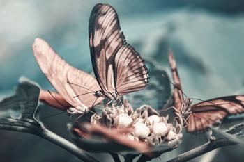 Image: butterfly on flower. Topic: How Industrial Agriculture Causes Species Extinction: It’s Not Just the Birds and the Bees .