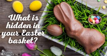 chocolate bunny with text "what is hidden in your Easter basket?"