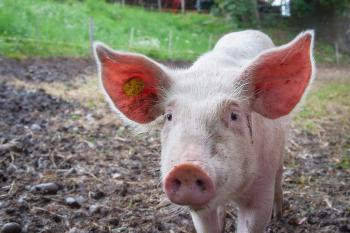 Image: pig on a farm. Title: Olive Garden Takes Important Steps on Animal Welfare