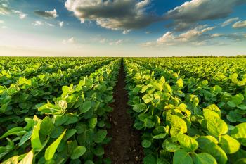 green field with blue skies