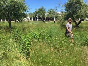 Image: man walking in a meadow. Topic: Turn Your Lawn into a Meadow