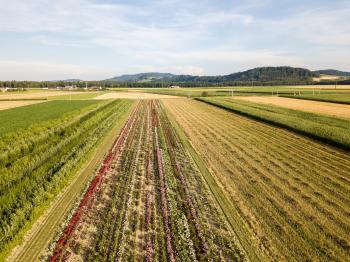 Image: diverse crops on a farm. Title: Methods of Regenerative Agriculture #1: Perennial Plants & Diverse Crops