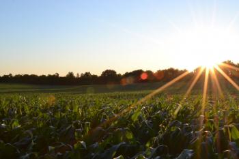 Image: sun setting over lush farmland. Title: Methods of Regenerative Agriculture #2: Zero or Low Tillage & Mulching