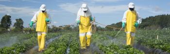 Farmworkers spraying pesticides