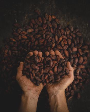 A pair of hands scooping up cocoa beans