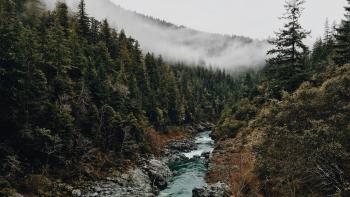 creek running through a dark green forest with a foggy horizon.